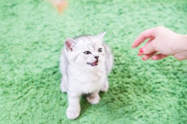 Küçük bir yavru kedi namlu