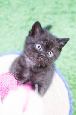 Küçük bir yavru kedi namlu