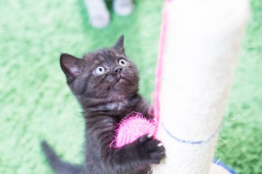 Küçük bir yavru kedi namlu