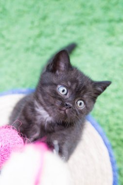 Küçük bir yavru kedi namlu