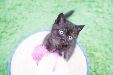 Küçük bir yavru kedi namlu