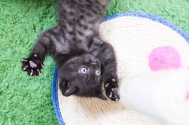 Küçük bir yavru kedi namlu