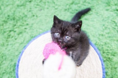 Küçük bir yavru kedi namlu