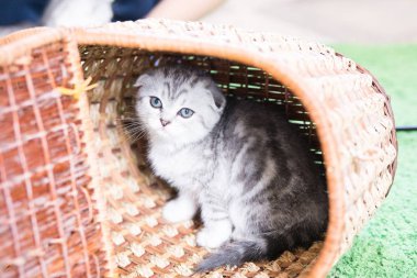 Küçük bir yavru kedi namlu