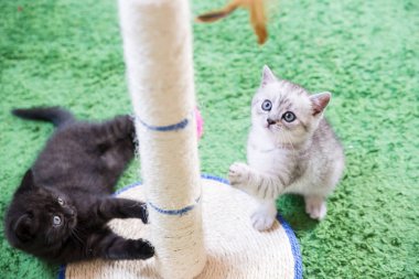 Küçük bir yavru kedi namlu