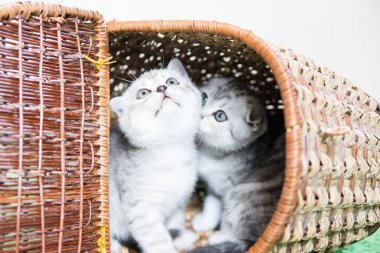 Küçük bir yavru kedi namlu