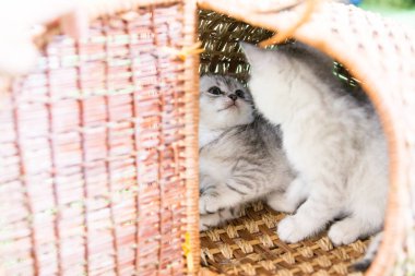 Küçük bir yavru kedi namlu