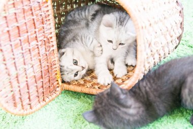 Küçük bir yavru kedi namlu