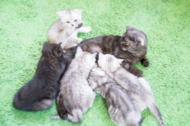 Küçük bir yavru kedi namlu