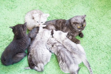 Küçük bir yavru kedi namlu