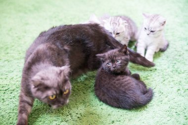 Küçük bir yavru kedi namlu