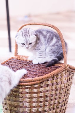 Küçük bir yavru kedi namlu