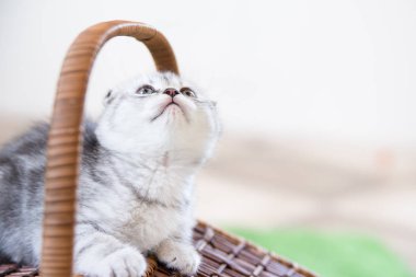 Küçük bir yavru kedi namlu