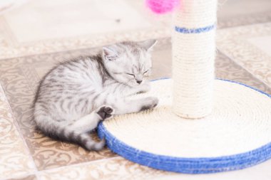 Küçük bir yavru kedi namlu