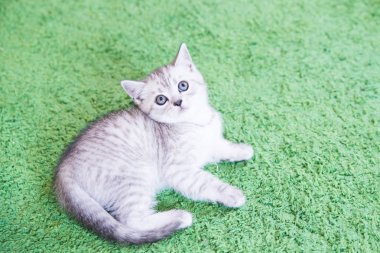 Küçük bir yavru kedi namlu