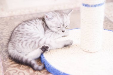 Küçük bir yavru kedi namlu