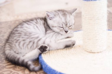 Küçük bir yavru kedi namlu