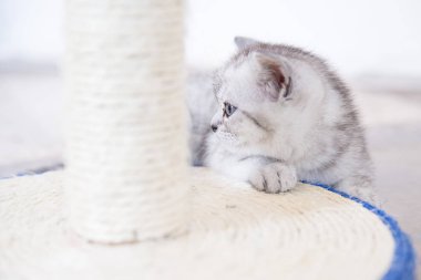 Küçük bir yavru kedi namlu