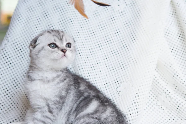 Mynningen på en liten kattunge — Stockfoto