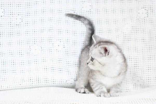 Морда маленького котенка — стоковое фото
