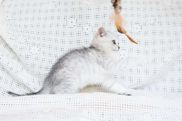 Küçük bir yavru kedi namlu