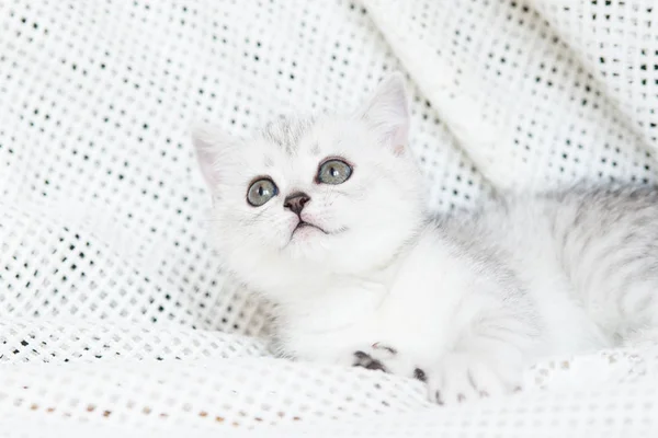 Muzzle of a small kitten — Stock Photo, Image