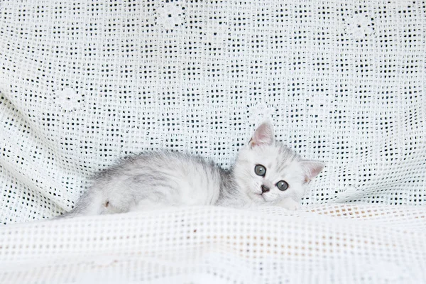 Küçük bir yavru kedi namlu