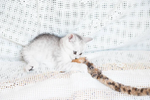 Küçük bir yavru kedi namlu