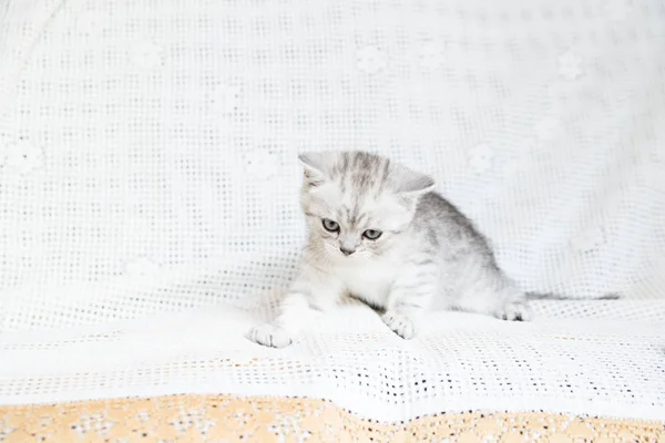 Чума маленького кошеняти — стокове фото