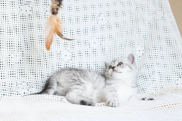 Kaganiec mały kotek — Zdjęcie stockowe