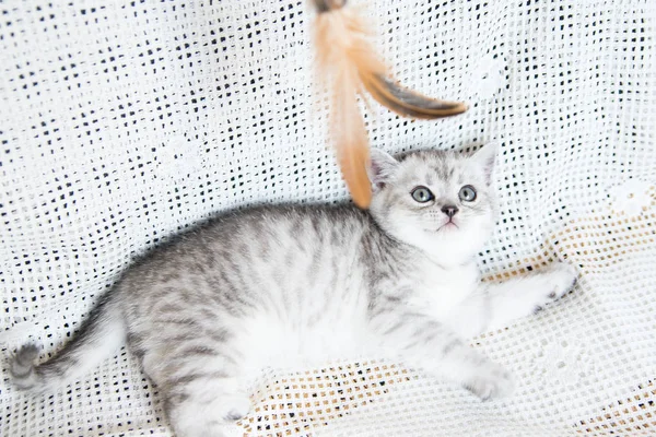 Bocal de um pequeno gatinho — Fotografia de Stock