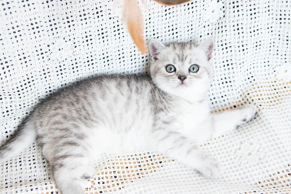 Küçük bir yavru kedi namlu