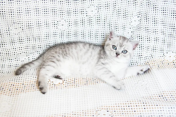 Muzzle of a small kitten — Stock Photo, Image