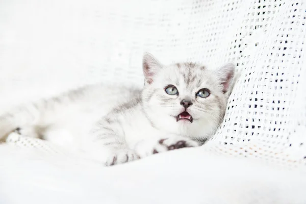 Морда маленького котенка — стоковое фото