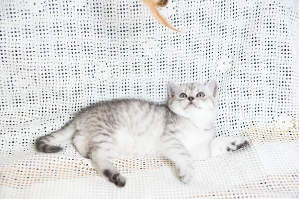 Muzzle of a small kitten — Stock Photo, Image