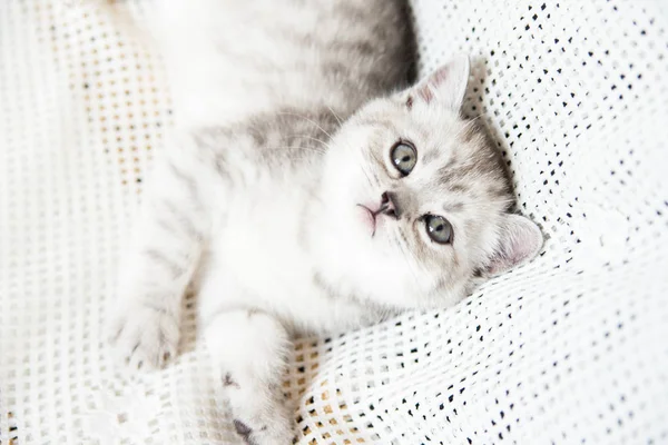 Bocal de um pequeno gatinho — Fotografia de Stock