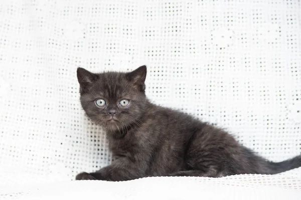 Muzzle of a small kitten — Stock Photo, Image