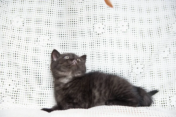 Muzzle of a small kitten — Stock Photo, Image