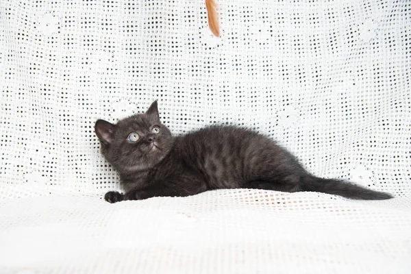 Küçük bir yavru kedi namlu