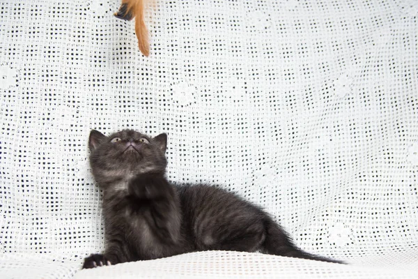 Bocal de um pequeno gatinho — Fotografia de Stock