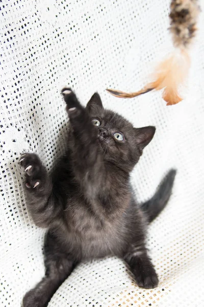 小さな子猫の銃口 — ストック写真