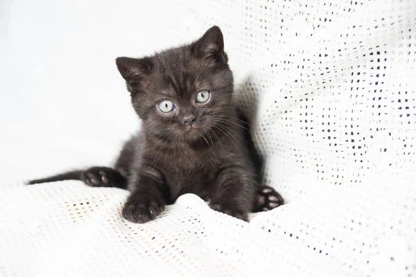 Küçük bir yavru kedi namlu