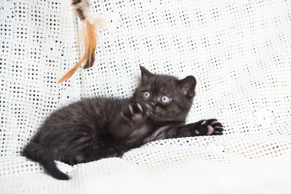 Küçük bir yavru kedi namlu