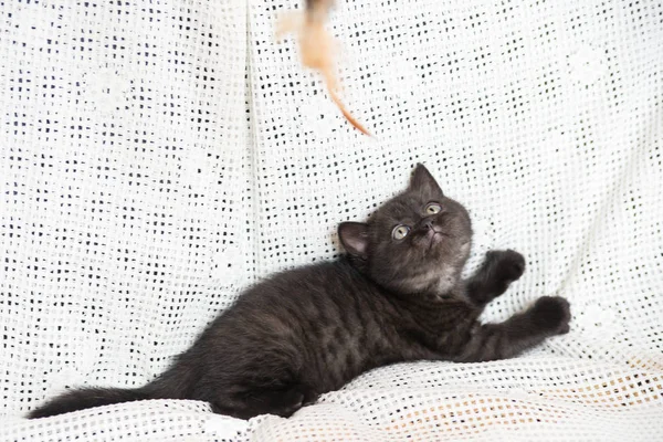 Muzzle of a small kitten — Stock Photo, Image