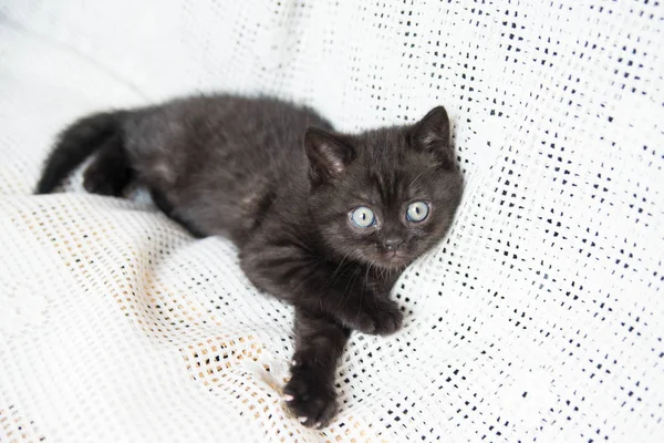 Küçük bir yavru kedi namlu