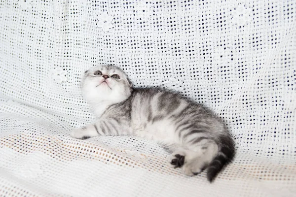El hocico del gatito pequeño — Foto de Stock