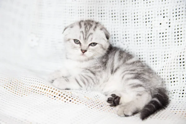 Bocal de um pequeno gatinho — Fotografia de Stock