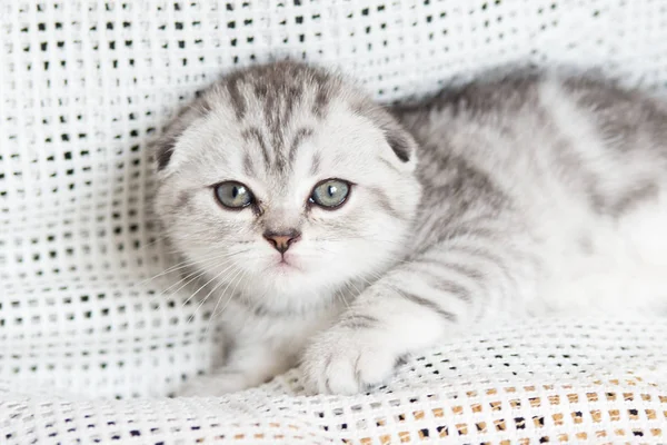 Küçük bir yavru kedi namlu