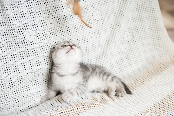 Küçük bir yavru kedi namlu