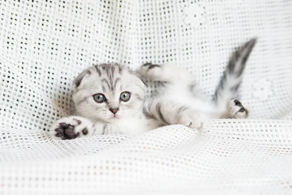 Küçük bir yavru kedi namlu